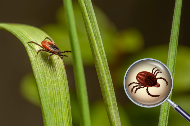Preparaty dla psa przeciwko pchłom i kleszczom